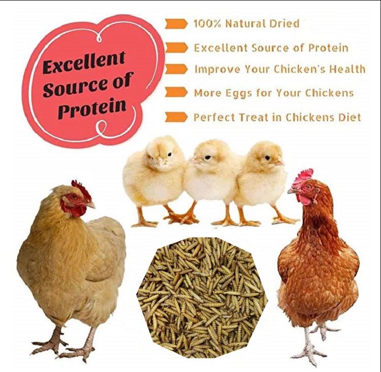 Chicken Feed black soldier fly