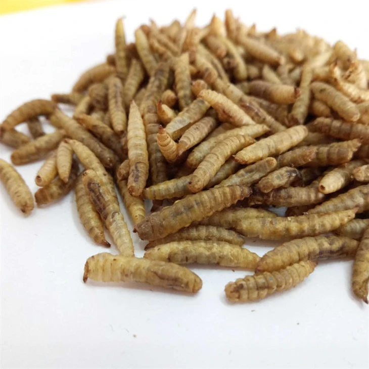 Microwaved Dried Black Soldier Fly Larvae Microwaved Dried Black Soldier Fly Larvae