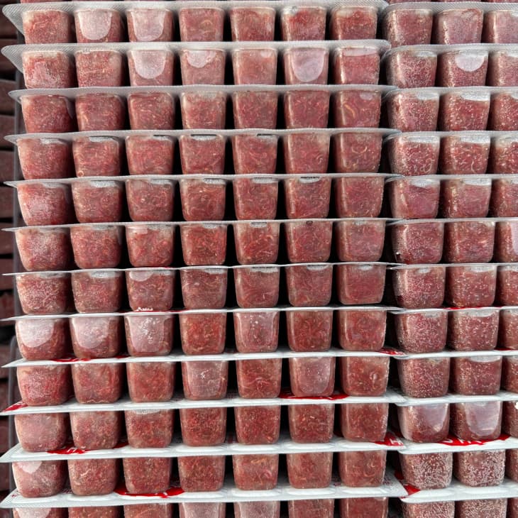Frozen Bloodworm Blister Pack best
